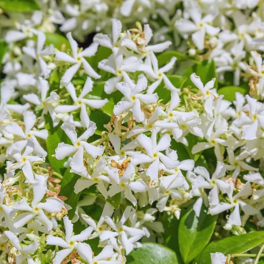 Amazon.com : 2 Star Jasmine Plants Live from 4 to 6 Inches Tall